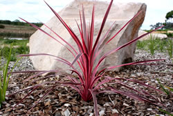 Ausplant Nursery Cordyline Sunrise